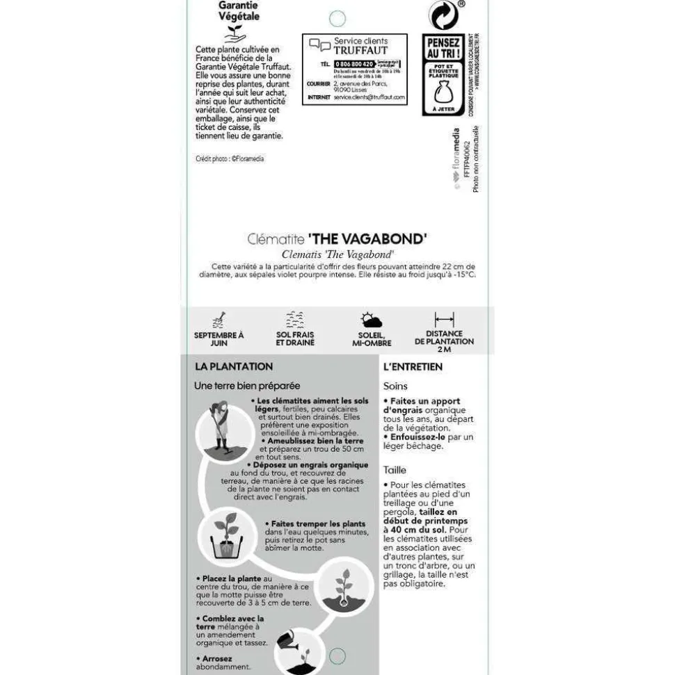 TRUFFAUT - Clematis hybride 'The Vagabond ':conteneur 3 Litres