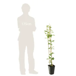 TRUFFAUT - Clematis integrifolia 'Arabella': pot de 3L