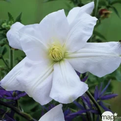 TRUFFAUT - Clematis Madame Lecoultre : ctr 1.5L