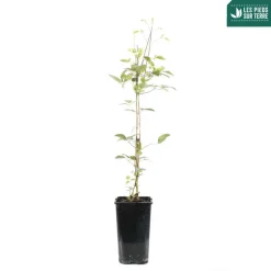 TRUFFAUT - Clematis Madame Lecoultre : ctr 1.5L