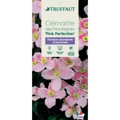 TRUFFAUT - Clematis montana 'Pink Perfection': pot 6L