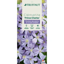 TRUFFAUT - Clematis 'Prince Charles': pot 3L