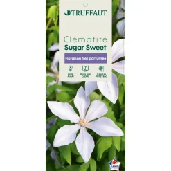 TRUFFAUT - Clematis 'Sugar Sweet': pot 3L