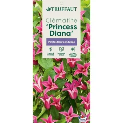 TRUFFAUT - Clematis texensis 'Princesse Diana': conteneur 3 Litres