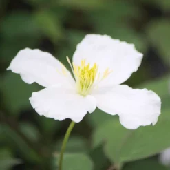 TRUFFAUT - Clématite Montana Spooneri Conteneur de : 3 L