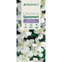 TRUFFAUT - Clématite Montana Spooneri Conteneur de : 3 L