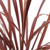 TRUFFAUT - Cordyline australis 'Red Star' : pot 3L