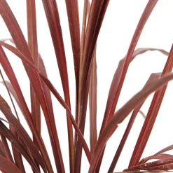 TRUFFAUT - Cordyline australis 'Red Star' : pot 3L
