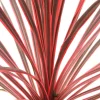 TRUFFAUT - Cordyline australis 'Charlie Boy' : pot 3L