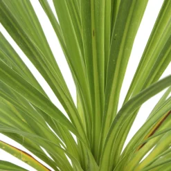TRUFFAUT - Cordyline australis : pot 3L