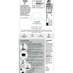 TRUFFAUT - Cordyline australis : pot 3L