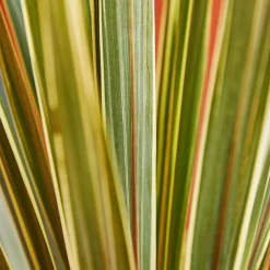 TRUFFAUT - Cordyline australis 'Torbay Dazzler' : pot 3L