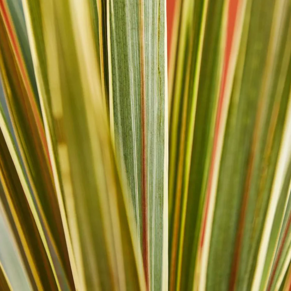 TRUFFAUT - Cordyline australis 'Torbay Dazzler' : pot 3L