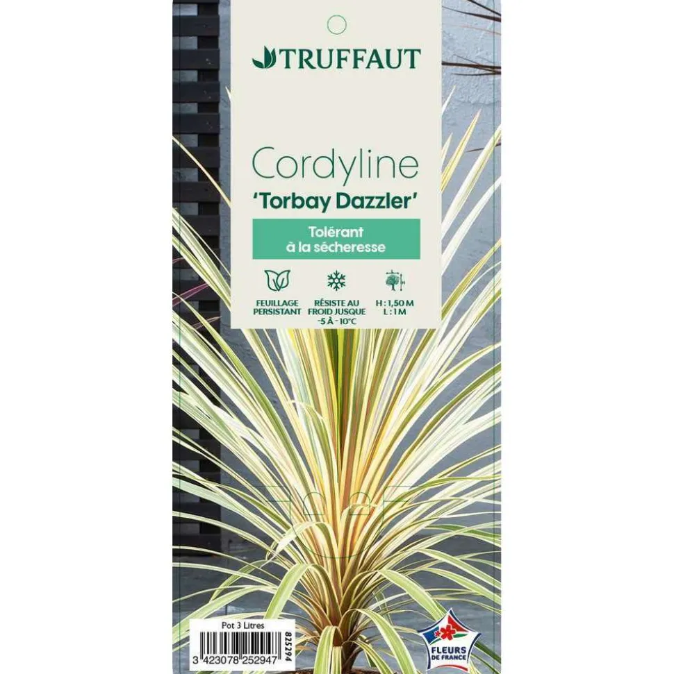TRUFFAUT - Cordyline australis 'Torbay Dazzler' : pot 3L