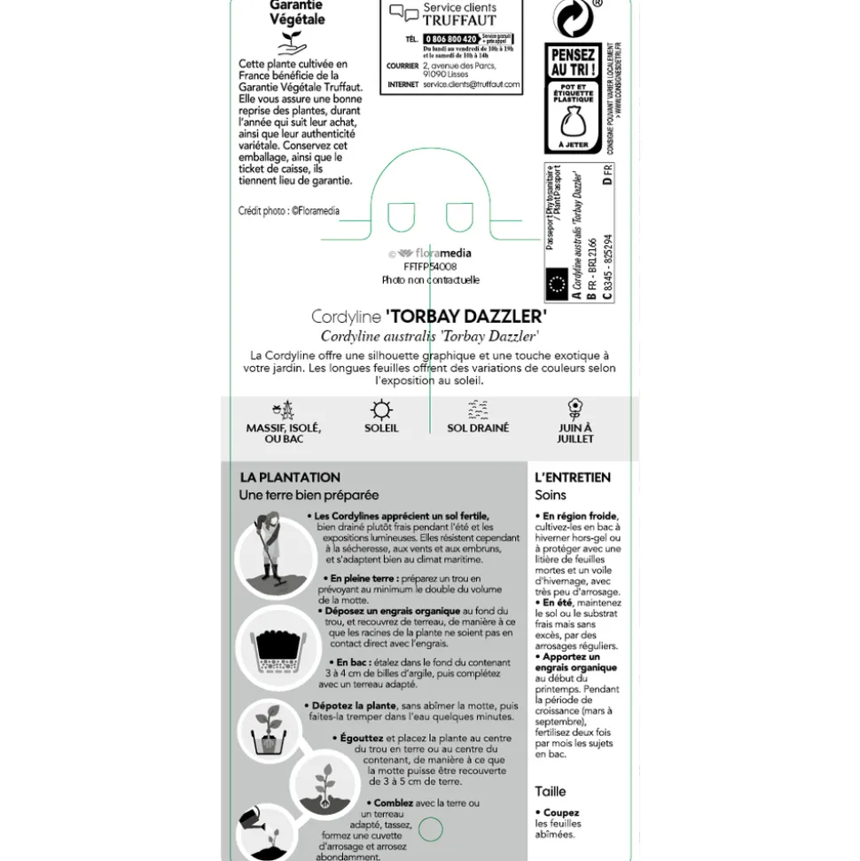 TRUFFAUT - Cordyline australis 'Torbay Dazzler' : pot 3L