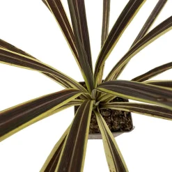 TRUFFAUT - Cordyline 'Electric Flash' : pot 3L