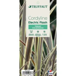 TRUFFAUT - Cordyline 'Electric Flash' : pot 3L