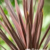 TRUFFAUT - Cordyline 'Magic Star®' - Pot 3L