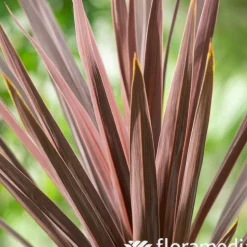TRUFFAUT - Cordyline 'Magic Star®' - Pot 3L