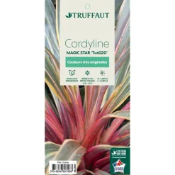 TRUFFAUT - Cordyline 'Magic Star®' - Pot 3L
