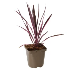 TRUFFAUT - Cordyline 'Paso Doble®' - Pot de 3L