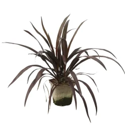 TRUFFAUT - Cordyline 'Renegade®' : pot 3L