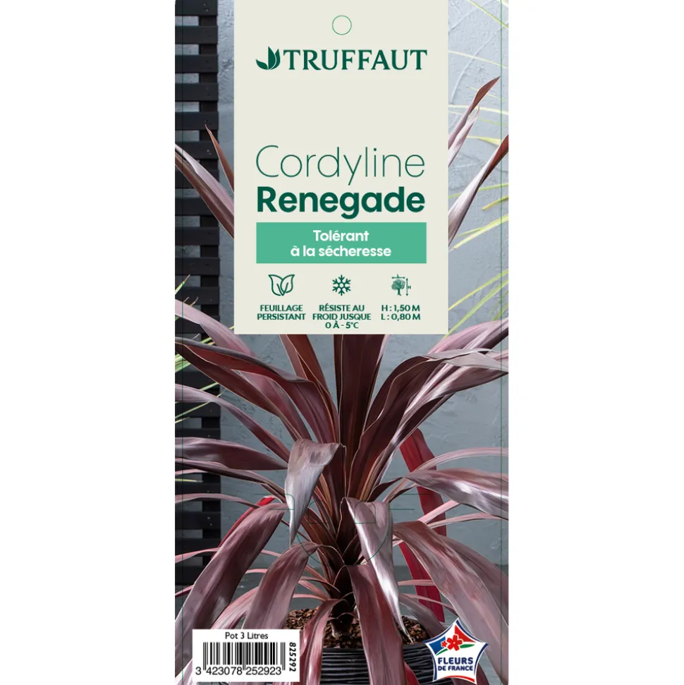 TRUFFAUT - Cordyline 'Renegade®' : pot 3L