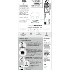 TRUFFAUT - Cordyline 'Renegade®' : pot 3L