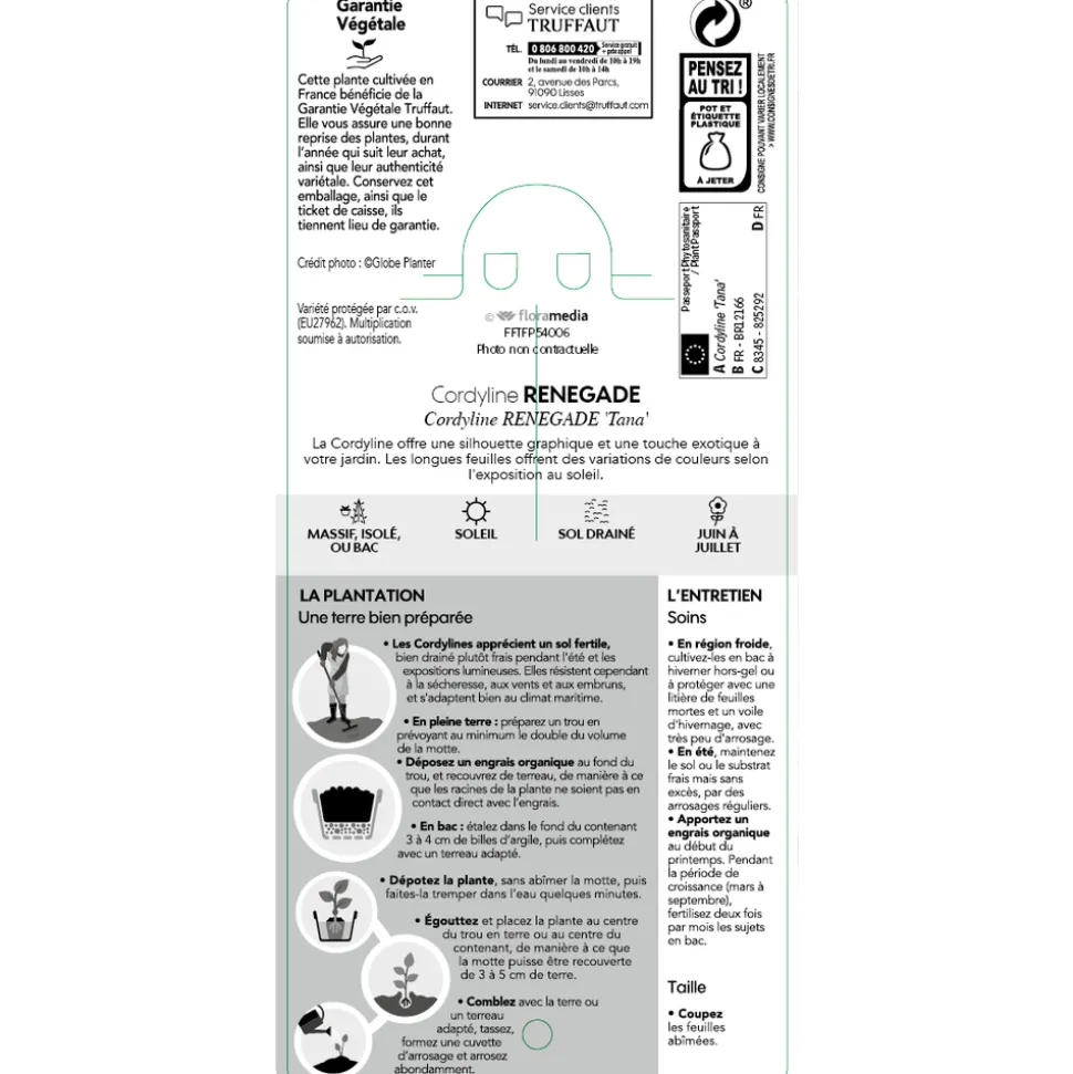 TRUFFAUT - Cordyline 'Renegade®' : pot 3L