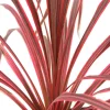 TRUFFAUT - Cordyline 'Salsa®' : pot 3L