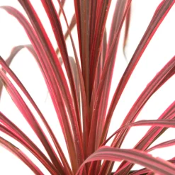 TRUFFAUT - Cordyline 'Salsa®' : pot 3L