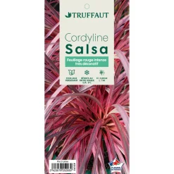 TRUFFAUT - Cordyline 'Salsa®' : pot 3L