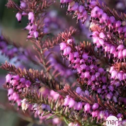 TRUFFAUT - Erica x darleyensis 'Eva Gold®': ctr 1L