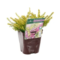 TRUFFAUT - Erica x darleyensis 'Eva Gold®': ctr 1L