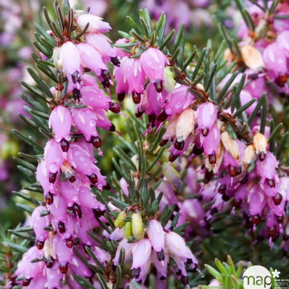 TRUFFAUT - Erica x darleyensis 'Kramer's Rote' : ctr 1L