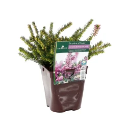 TRUFFAUT - Erica x darleyensis 'Kramer's Rote' : ctr 1L