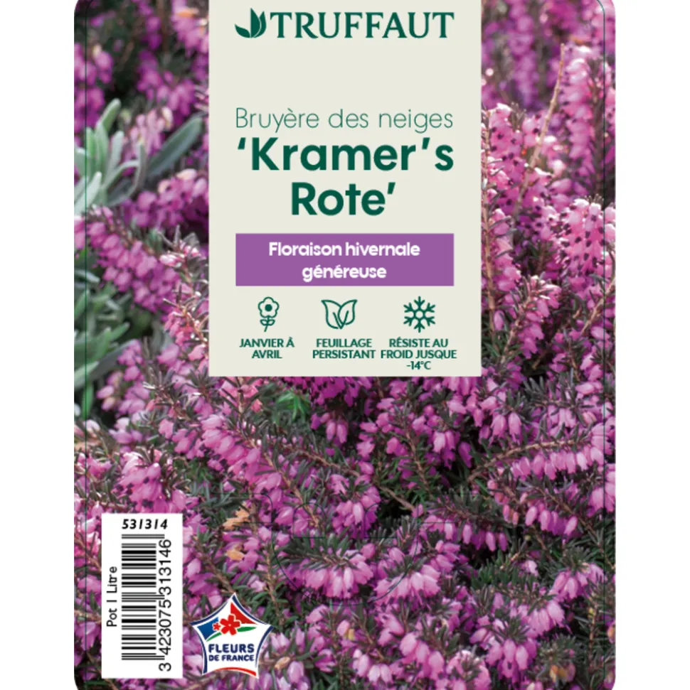 TRUFFAUT - Erica x darleyensis 'Kramer's Rote' : ctr 1L