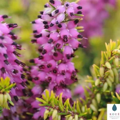 TRUFFAUT - Erica x darleyensis 'Eva Gold®':conteneur 2 litres