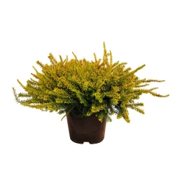 TRUFFAUT - Erica x darleyensis 'Eva Gold®':conteneur 2 litres