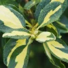 TRUFFAUT - Euonymus 'Blondy®' pot 3L