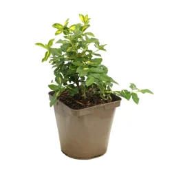 TRUFFAUT - Euonymus 'Blondy®' pot 3L