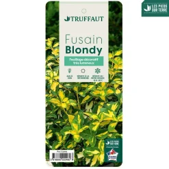 TRUFFAUT - Euonymus 'Blondy®' pot 3L