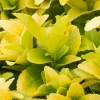 TRUFFAUT - Euonymus 'El-Dorado®' pot 3L