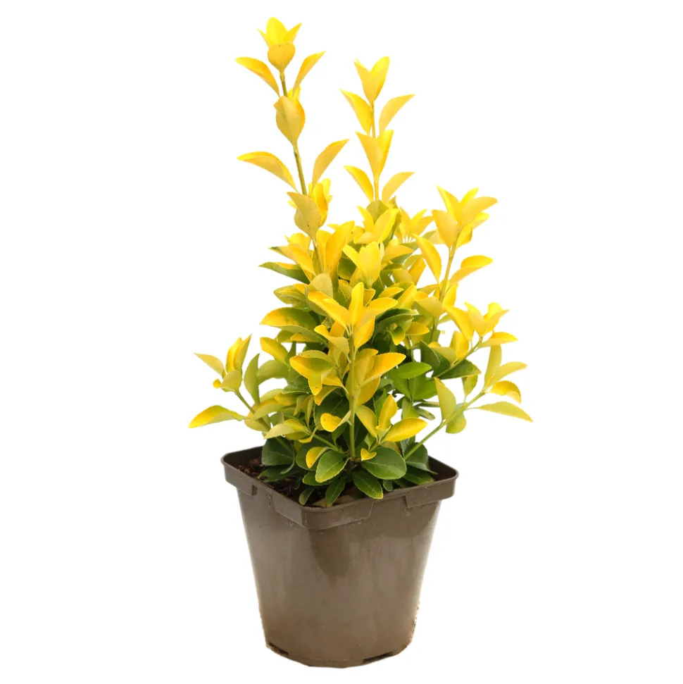TRUFFAUT - Euonymus 'El-Dorado®' pot 3L