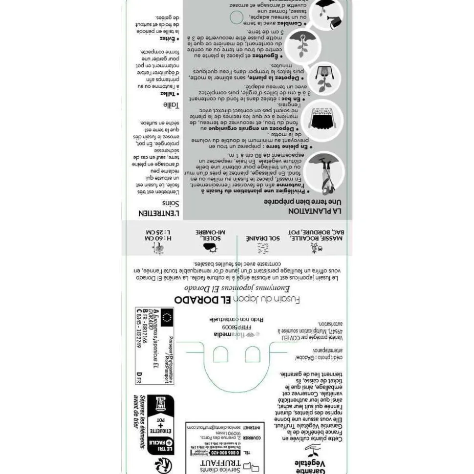 TRUFFAUT - Euonymus 'El-Dorado®' pot 3L