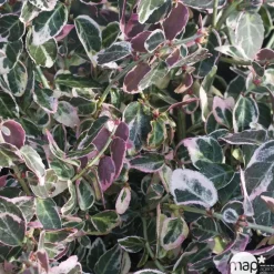TRUFFAUT - Euonymus 'Emerald Gaiety' pot 3L