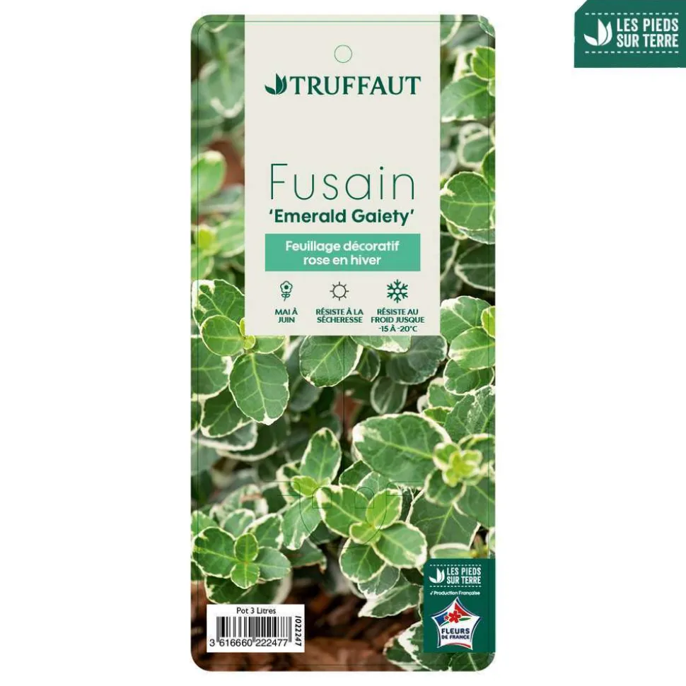 TRUFFAUT - Euonymus 'Emerald Gaiety' pot 3L