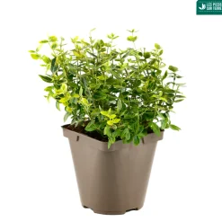 TRUFFAUT - Euonymus fortunei 'Emerald'n gold : pot 3L