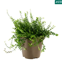 TRUFFAUT - Euonymus fortunei 'Minimus':pot 3L