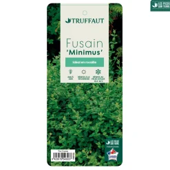 TRUFFAUT - Euonymus fortunei 'Minimus':pot 3L